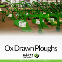 Hastt Ox Drawn Ploughs