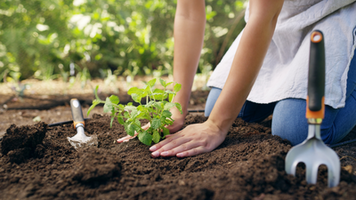 Healthy Soils to Cool the Planet
