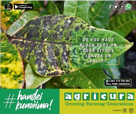 Black Soot On Your Citrus Leaves
